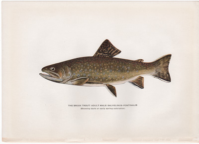 THE BROOK TROUT (ADULT MALE) SALVELINUS-FONTINALIS (Showing dark or early spring coloration) 